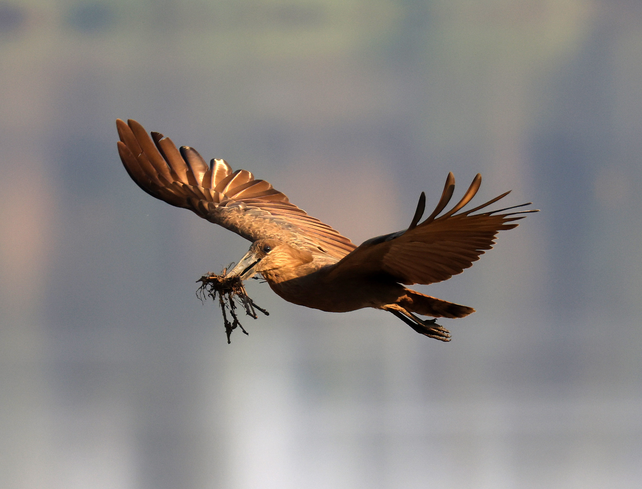 Observations from Rwanda: July 18, 2021 – KilimbiViews