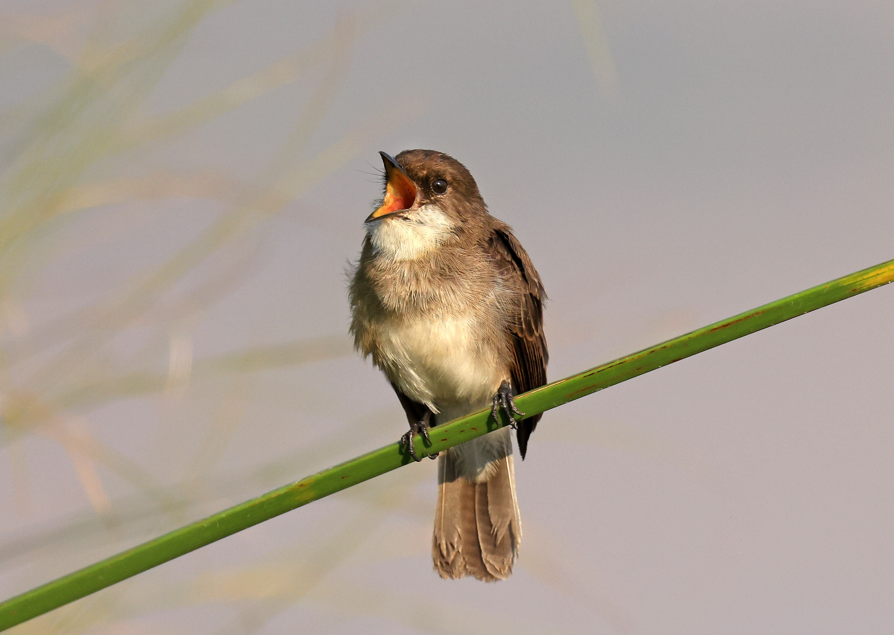 Observations from Rwanda: August 1, 2021 – KilimbiViews