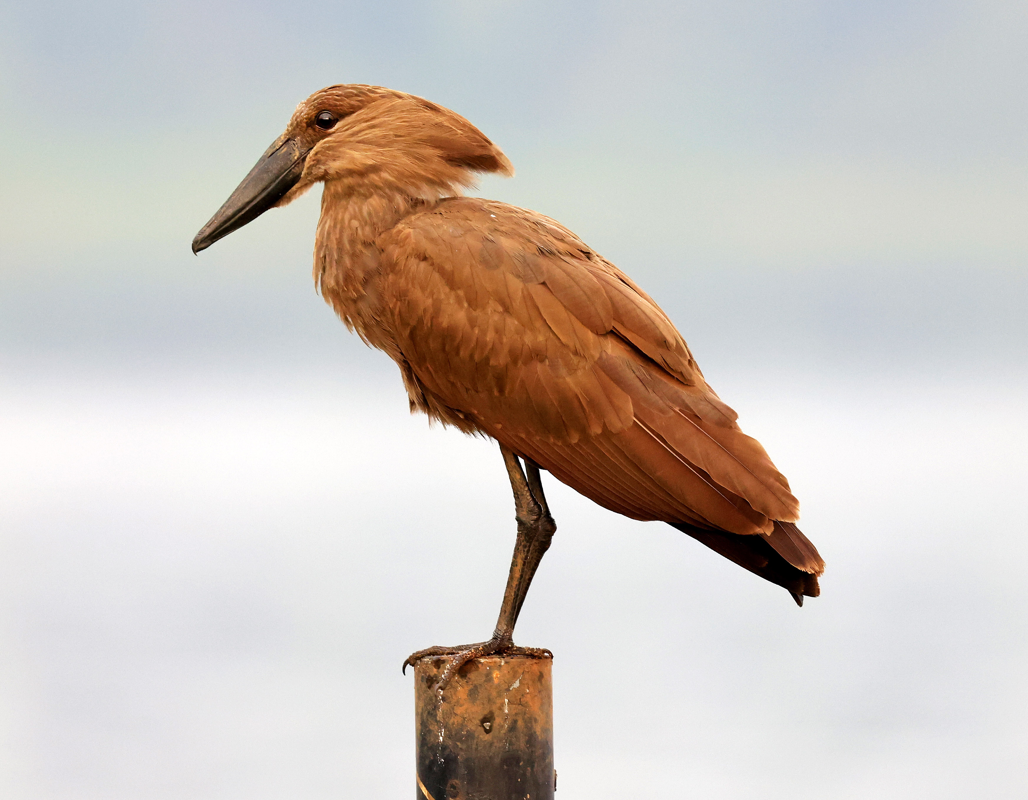 Observations from Rwanda: February 11, 2024 – KilimbiViews